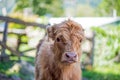 Highland calf unsure of camera Royalty Free Stock Photo