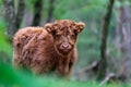 Highland calf at the Veluwe in The Netherlands