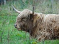 Highland calves