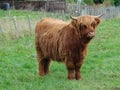 Highland calves Royalty Free Stock Photo