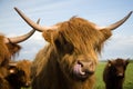 Highland Cattle