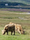 Highland cattle Royalty Free Stock Photo