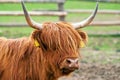 Highland Cattle Royalty Free Stock Photo
