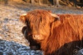 Highland cattle Royalty Free Stock Photo