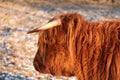 Highland cattle Royalty Free Stock Photo