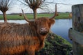 Highland cattle animal standing on grass field by lake water