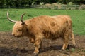An example of a Highland bull