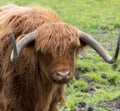 Red coated Highland cattle in Sawbridgeworth