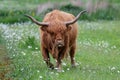 Highland Cattle brindle bull grazing in meadow Royalty Free Stock Photo