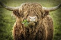 Highland cattle bull chewing leaves Royalty Free Stock Photo