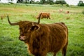 Highland-Cattle bull Royalty Free Stock Photo