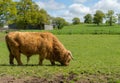 Large Highland bull grazing in English field Royalty Free Stock Photo