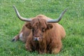 Highland Cattle bull with large horns lying in the green grass Royalty Free Stock Photo