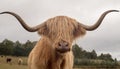 Highland cattle bull with long horns Royalty Free Stock Photo