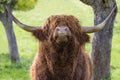 Highland cattle bull raised head Royalty Free Stock Photo