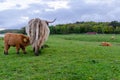 Highland cattle, calf draws milk from its mother. Green meadow, graze fresh grass Royalty Free Stock Photo