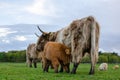 Highland cattle, calf draws milk from its mother. Green meadow, graze fresh grass Royalty Free Stock Photo