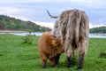 Highland cattle, calf draws milk from its mother. Green meadow, graze fresh grass Royalty Free Stock Photo