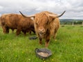 Highland Cattle and calf feeding Royalty Free Stock Photo