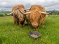 Highland Cattle and calf feeding Royalty Free Stock Photo