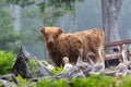 Highland Cattle calf and geese on a foggy morning farm