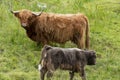 Highland Cattle with a calf on a pasture in the Scottish Highlands Royalty Free Stock Photo