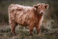 Highland Cattle Calf in Long Dried Grass Royalty Free Stock Photo