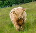 Highland Cattle calf