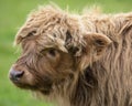 Highland Cattle Calf in Scotland, UK Royalty Free Stock Photo