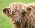 Highland Cattle Calf in Scotland, UK Royalty Free Stock Photo