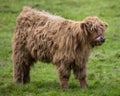 Highland Cattle Calf in Scotland, UK Royalty Free Stock Photo