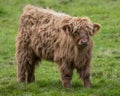 Highland Cattle Calf in Scotland, UK Royalty Free Stock Photo