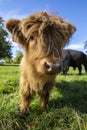 Highland Cattle Calf in Scotland, UK Royalty Free Stock Photo