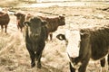 Highland Cattle Calf, Scottish Highlands calves Royalty Free Stock Photo