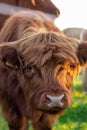 Highland cattle close up Royalty Free Stock Photo