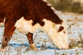 Highland cattle close up winter Royalty Free Stock Photo