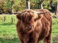 Highland cattle close up Royalty Free Stock Photo