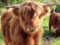 Highland cattle close up Royalty Free Stock Photo