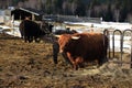 Highland cattle, cloudes and trees, winter landscape in ÃÂ umava in HorskÃÂ¡ Kvilda, Czech republic Royalty Free Stock Photo