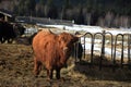 Highland cattle, cloudes and trees, winter landscape in ÃÂ umava in HorskÃÂ¡ Kvilda, Czech republic Royalty Free Stock Photo