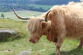 Highland Cattle Countryside scene