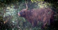 Highland cattle cow looking weird