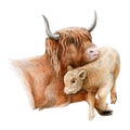 Highland cattle cow with a baby calf watercolor image. Hand drawn scottish farm breed close up vintage style illustration. Scotlan