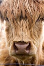 Highland cattle cow. Royalty Free Stock Photo