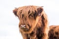 Highland cattle cow. Royalty Free Stock Photo