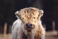 Highland cattle cow. Royalty Free Stock Photo