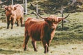 Highland Cattle Cow farm animals Royalty Free Stock Photo