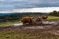 Highland cattle cow when feeding on pasture after rain Royalty Free Stock Photo