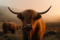 Highland cattle cow at foggy sunrise mountains. Generative AI