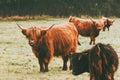 Highland Cattle Cow group farm animals Royalty Free Stock Photo